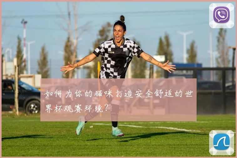 如何为你的猫咪打造安全舒适的世界杯观赛环境？